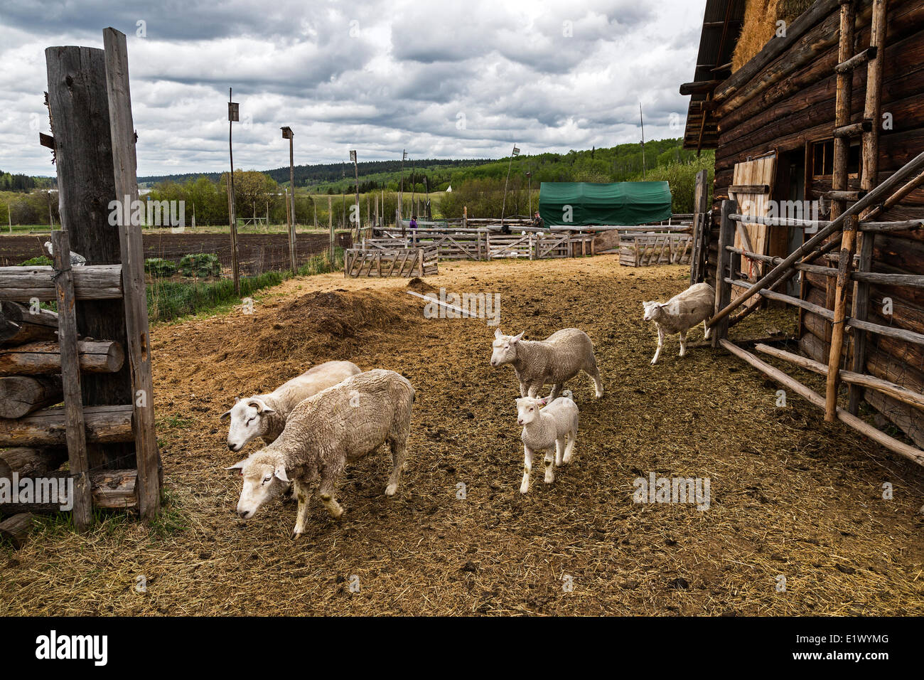 British Columbia, Canada, CEEDS Co-op, Horse Lake Community Farm Co-op, domestic sheep, barn, Stock Photo