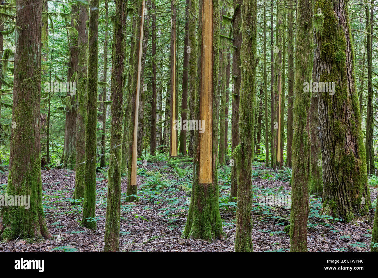 Canada British Columbia  Bella Coola Valley Coastal Rainforest Snootli Creek Regional Park Western red cedar Thuja plicata Stock Photo