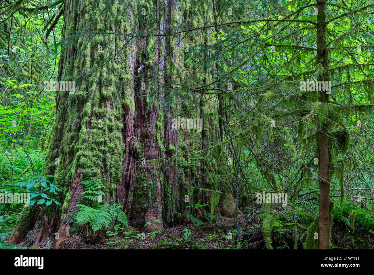 Canada British Columbia  Bella Coola Valley Coastal Rainforest Snootli Creek Regional Park Western red cedar Thuja plicata Stock Photo