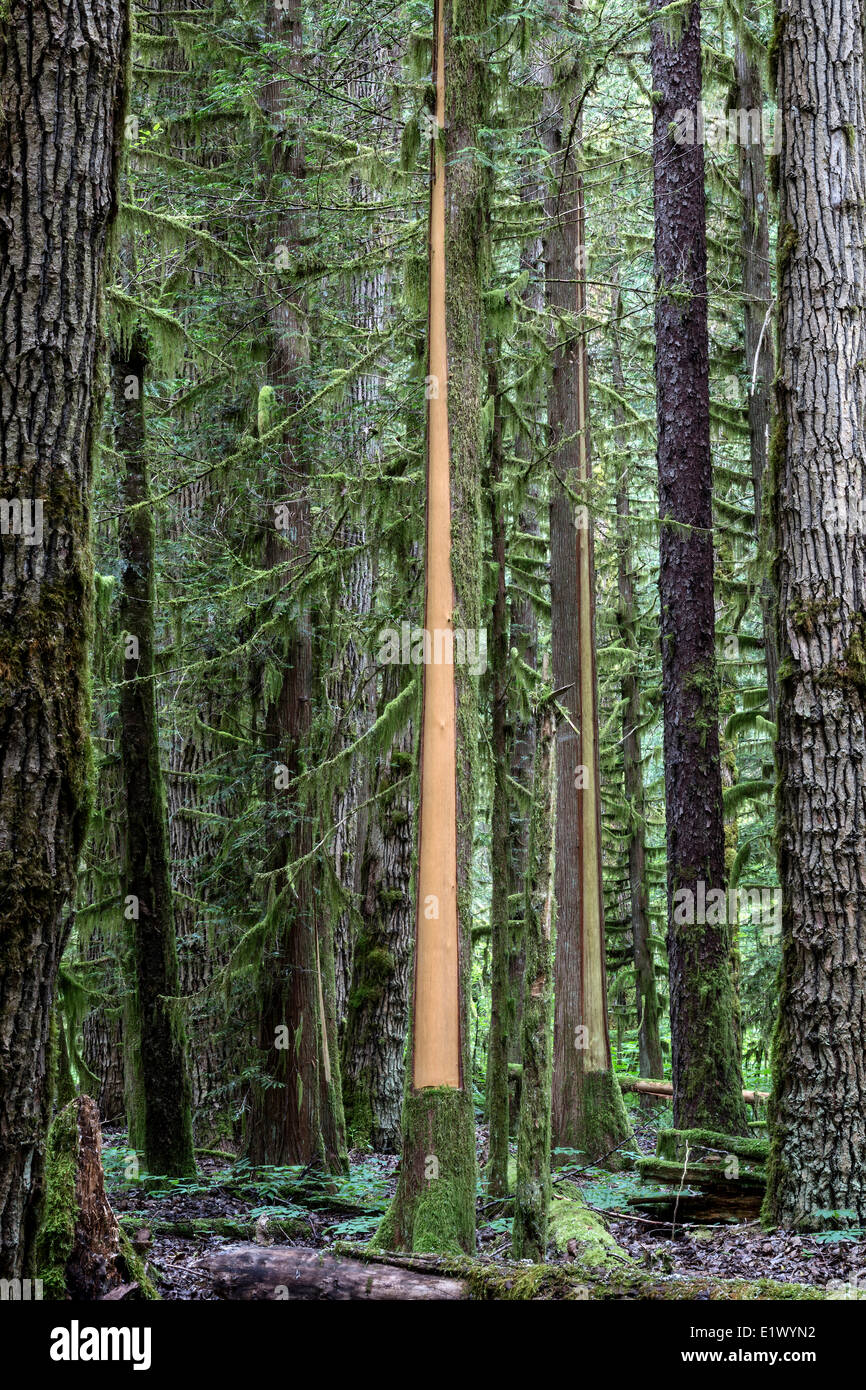 Canada British Columbia  Bella Coola Valley Coastal Rainforest Snootli Creek Regional Park Western red cedar Thuja plicata Stock Photo