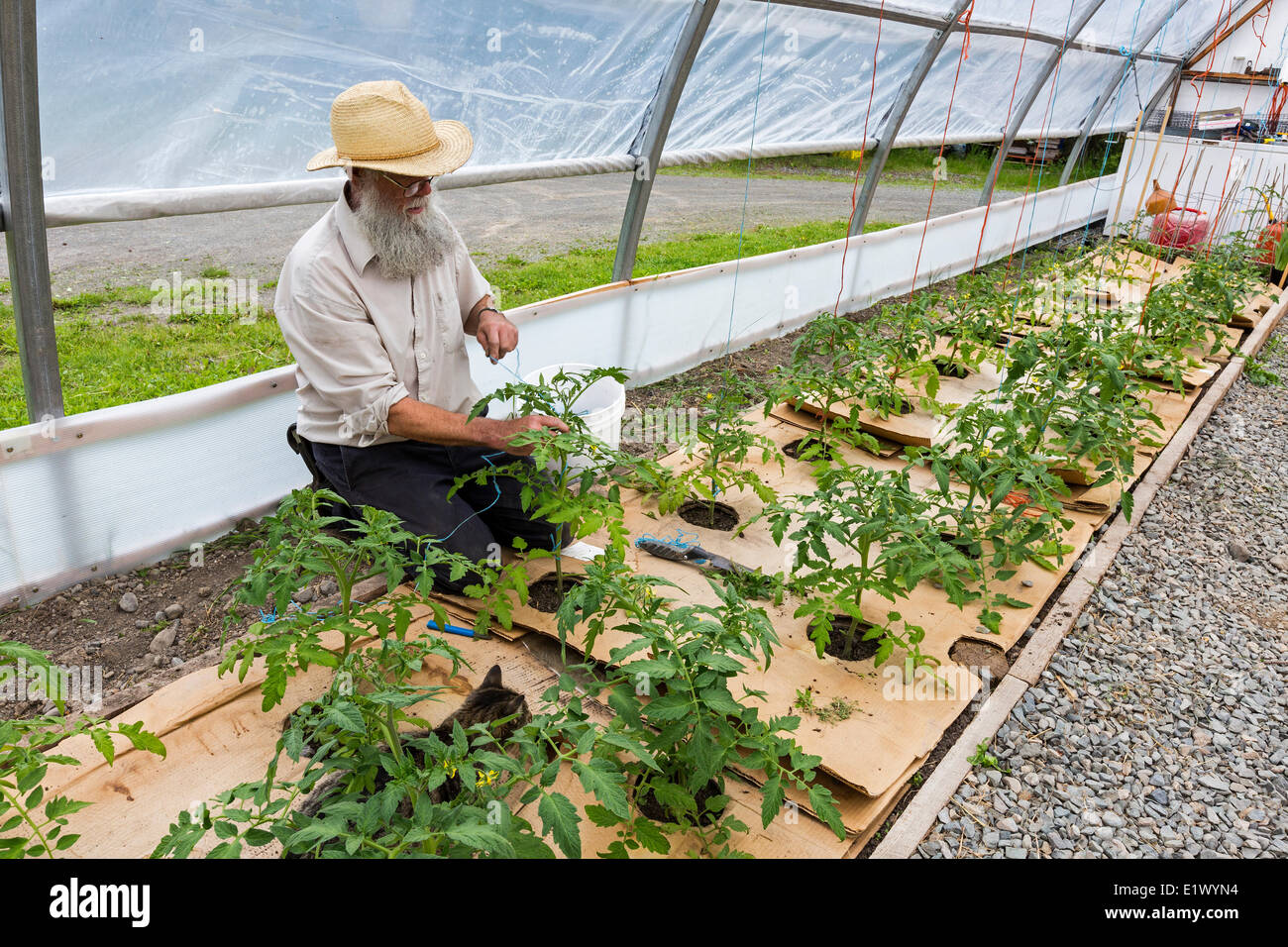 Canada, British Columbia, Horse Lake Community Farm, greenhouse, tomato plants, organic farming, Stock Photo