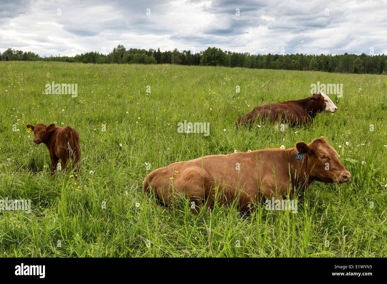 Canada, British Columbia, Big Bear Ranch, Cariboo region, organic ranch, cows, Stock Photo