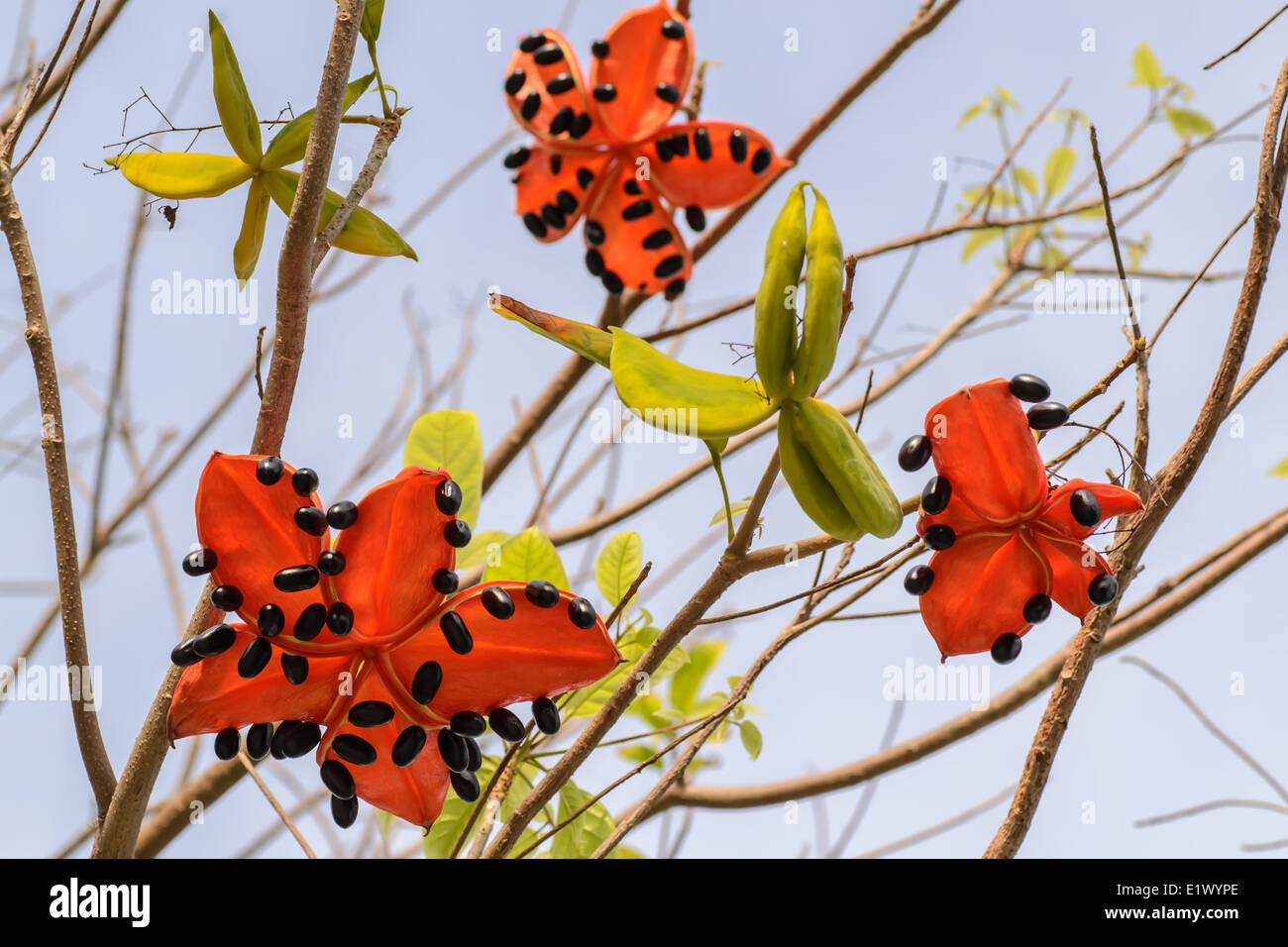 the seed of Sterculia lanceolata tree, it is a tropical plant growth in South Asia. Stock Photo