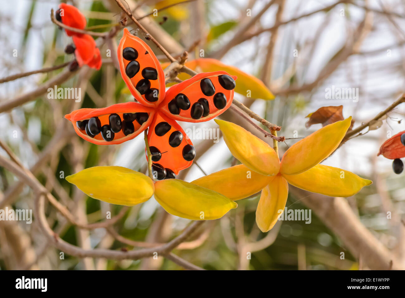 the seed of Sterculia lanceolata tree, it is a tropical plant growth in South Asia. Stock Photo