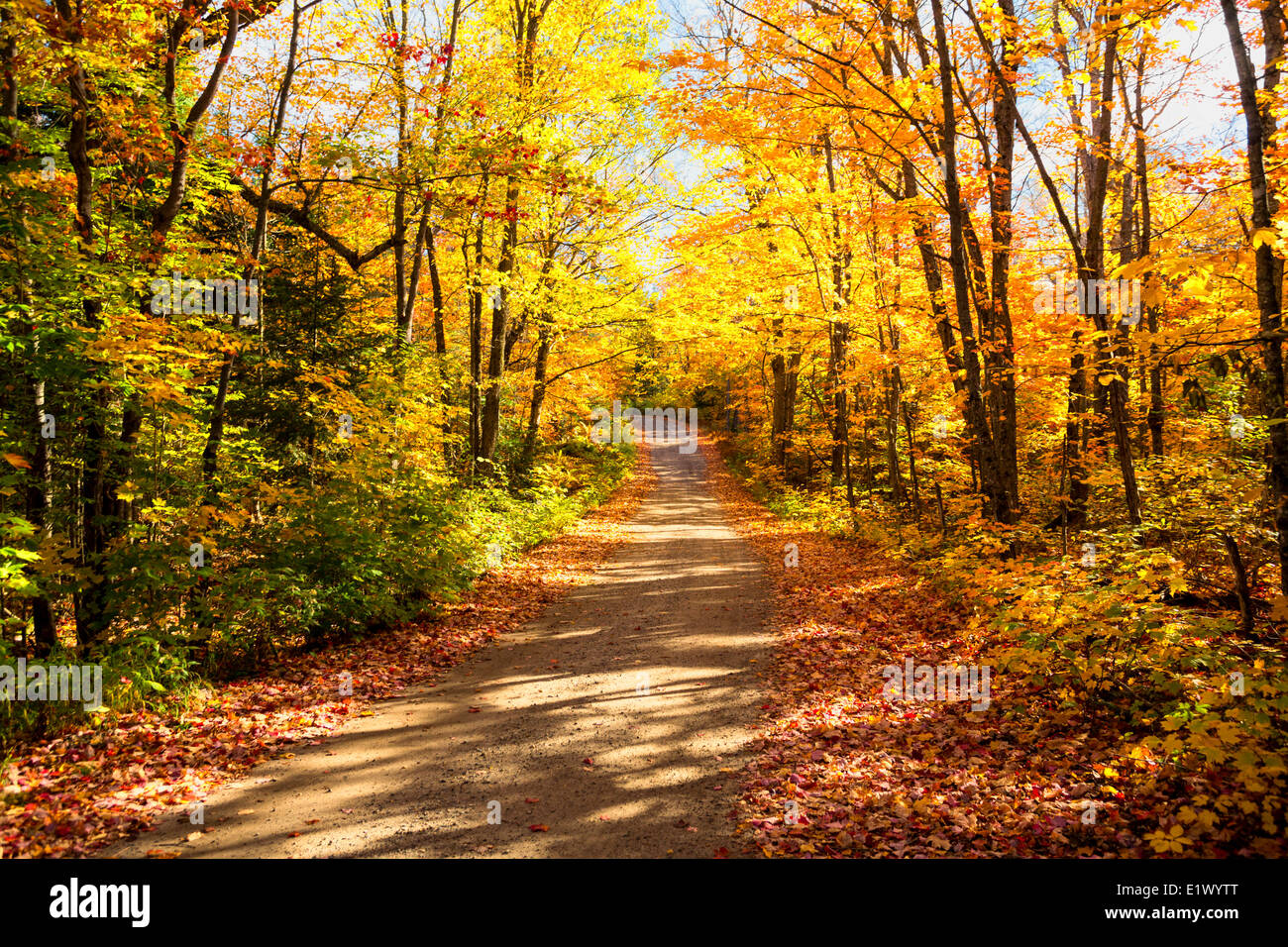 Fall foliage and clay road, Tea Lake, Algonquin Provincial Park, Ontario, Canada Stock Photo