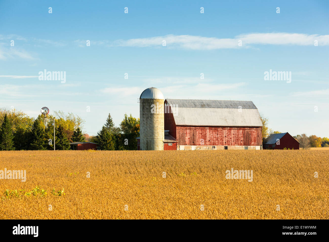 Field of corn and farm, Horton, Renfrew County, Ontario, Canada Stock