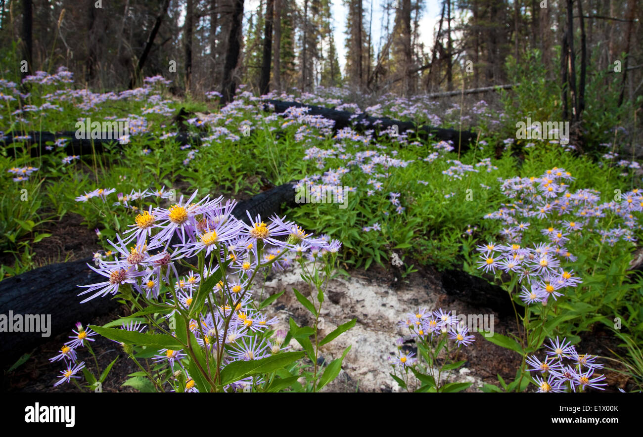 Lindley's Aster, symphyotrichum ciliolatum amongst burnt trees after forest fire, Alberta, Canada Stock Photo
