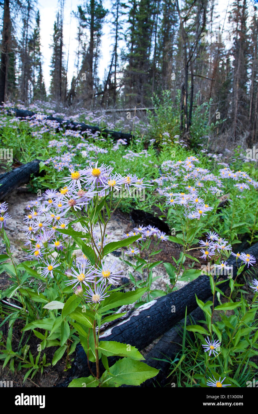 Lindley's Aster, symphyotrichum ciliolatum amongst burnt trees after forest fire, Alberta, Canada Stock Photo