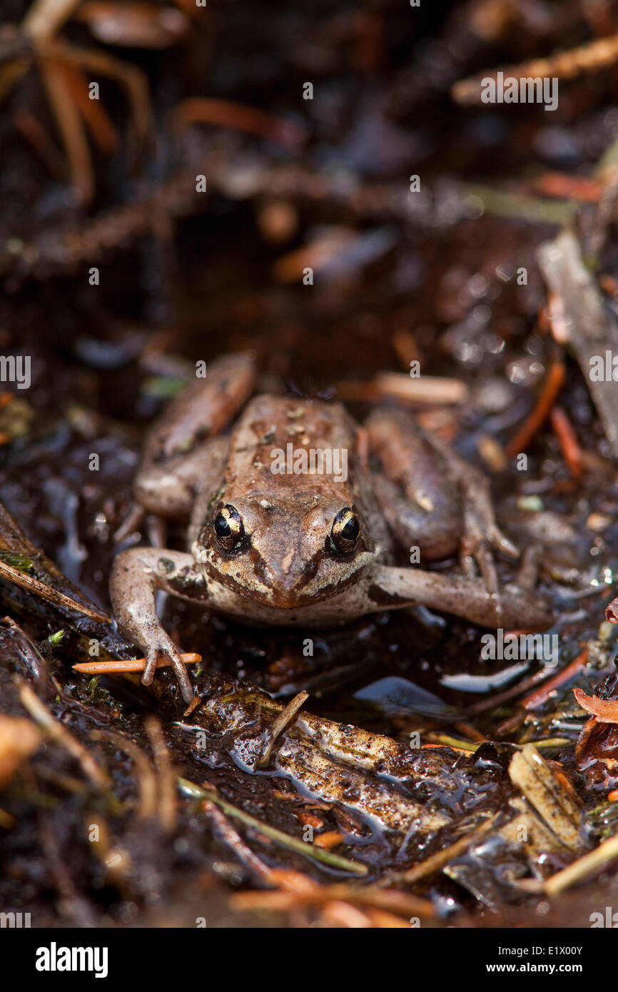 Wood Frog, rana sylvatica, on forest floor, Elk Island National Park