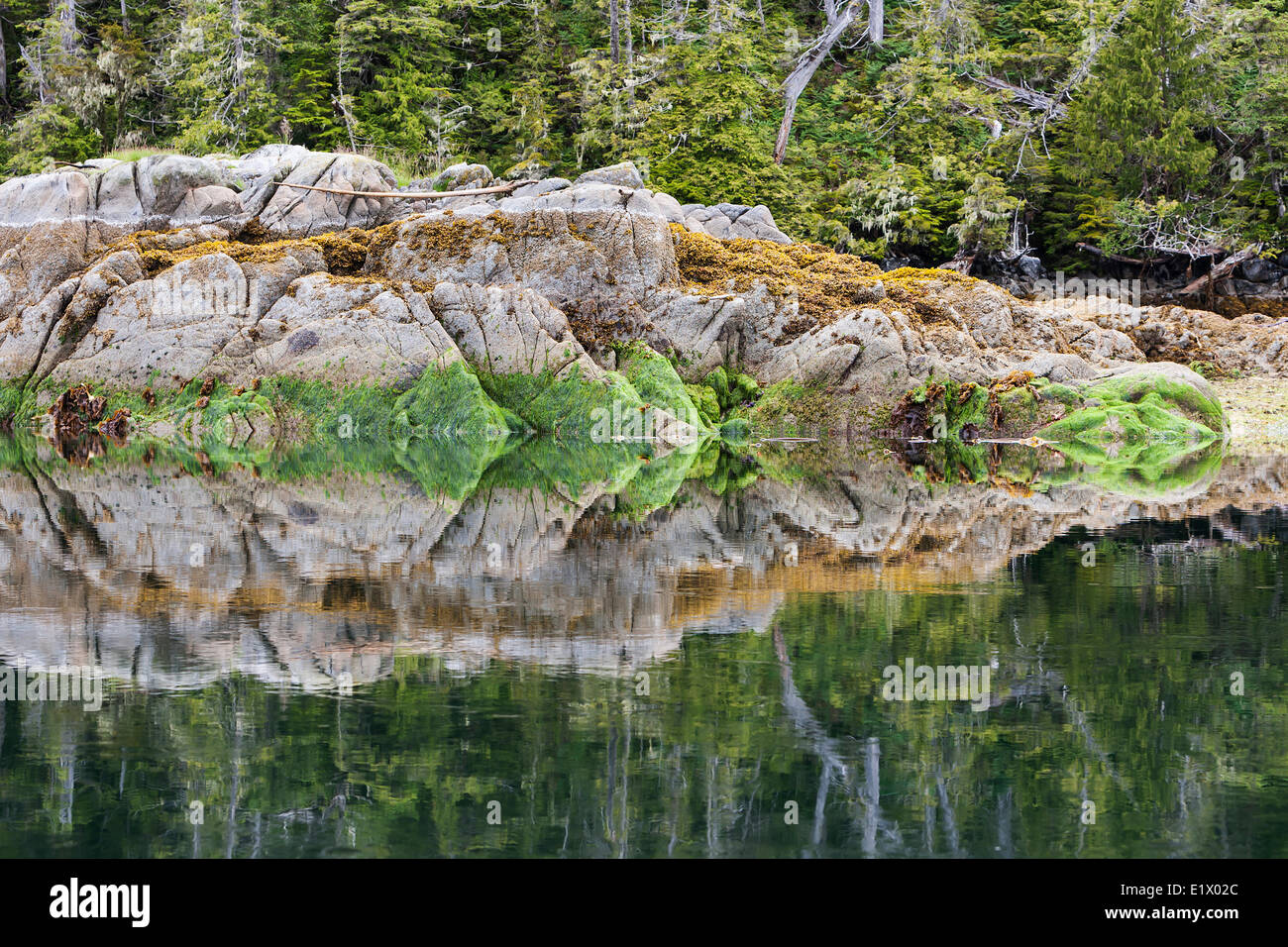 Reflections in calm waters give rise to nature's design.  Dodwell Island The Great Bear Rainforest Northern British Columbia Stock Photo