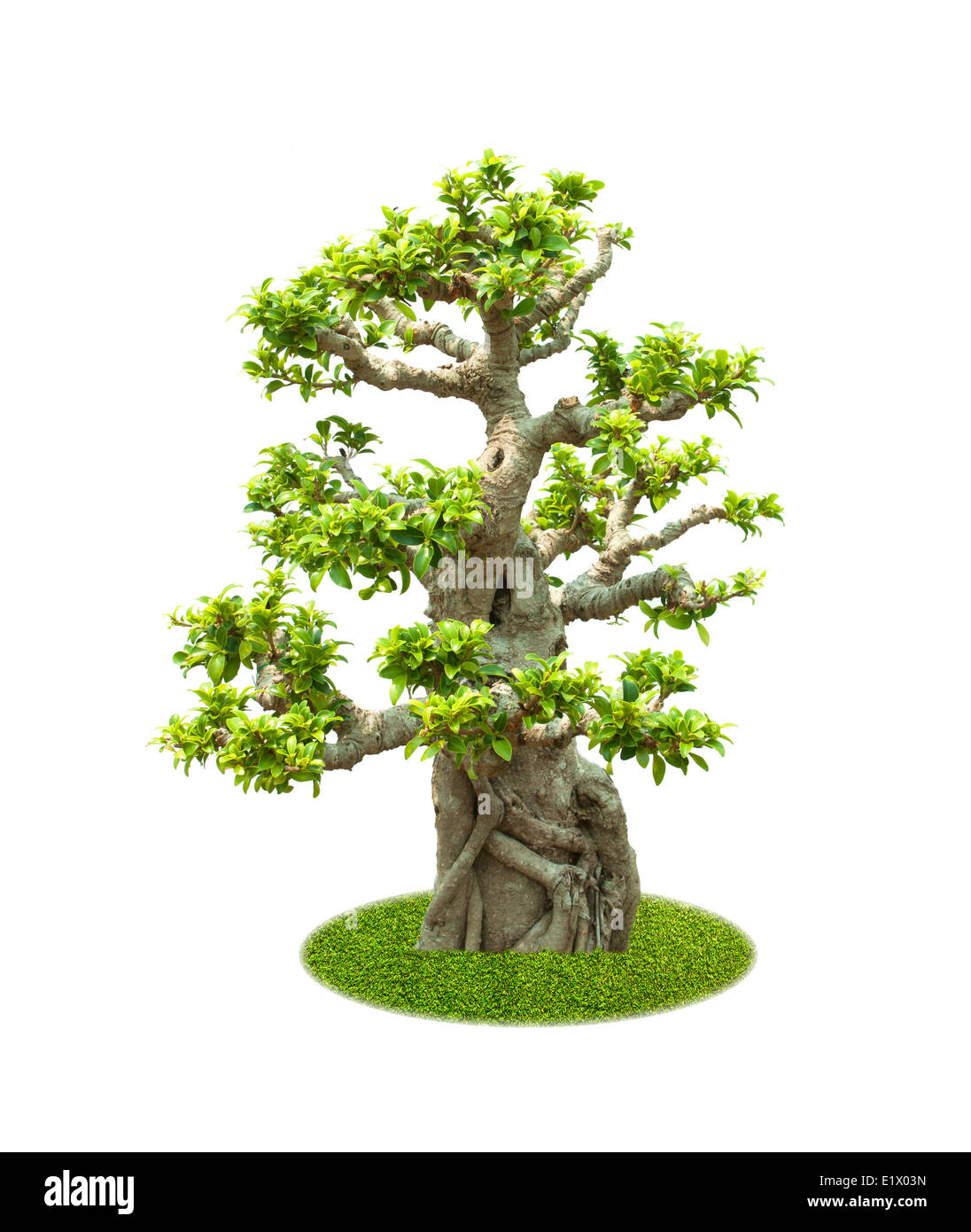 Bonsai trees isolated on a white background Stock Photo - Alamy