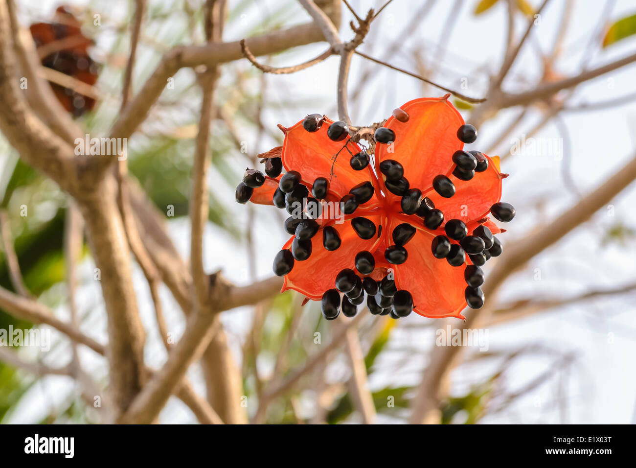 the seed of Sterculia lanceolata tree, it is a tropical plant growth in South Asia. Stock Photo