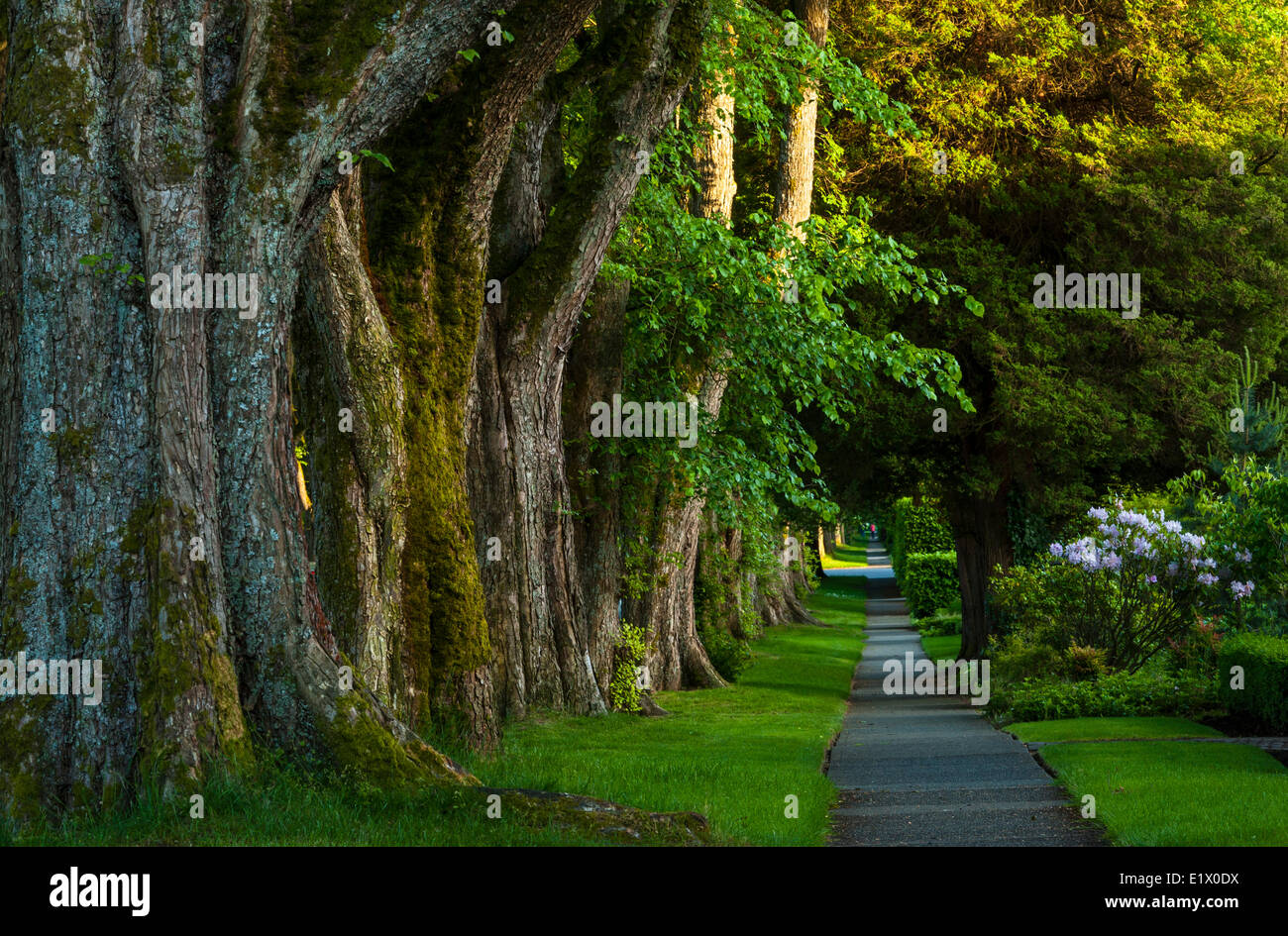 Tree Lined sidewalk, Kerrisdale, Vancouver, British Columbia, Canada Stock Photo