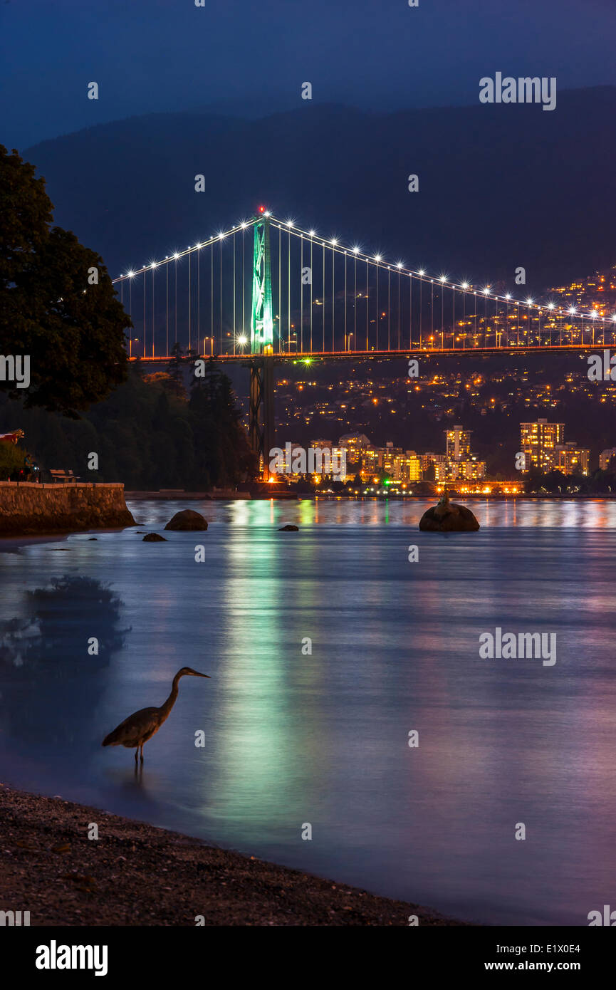 Lions Gate Bridge and Blue Heron, Vancouver, British Columbia, Canada Stock Photo