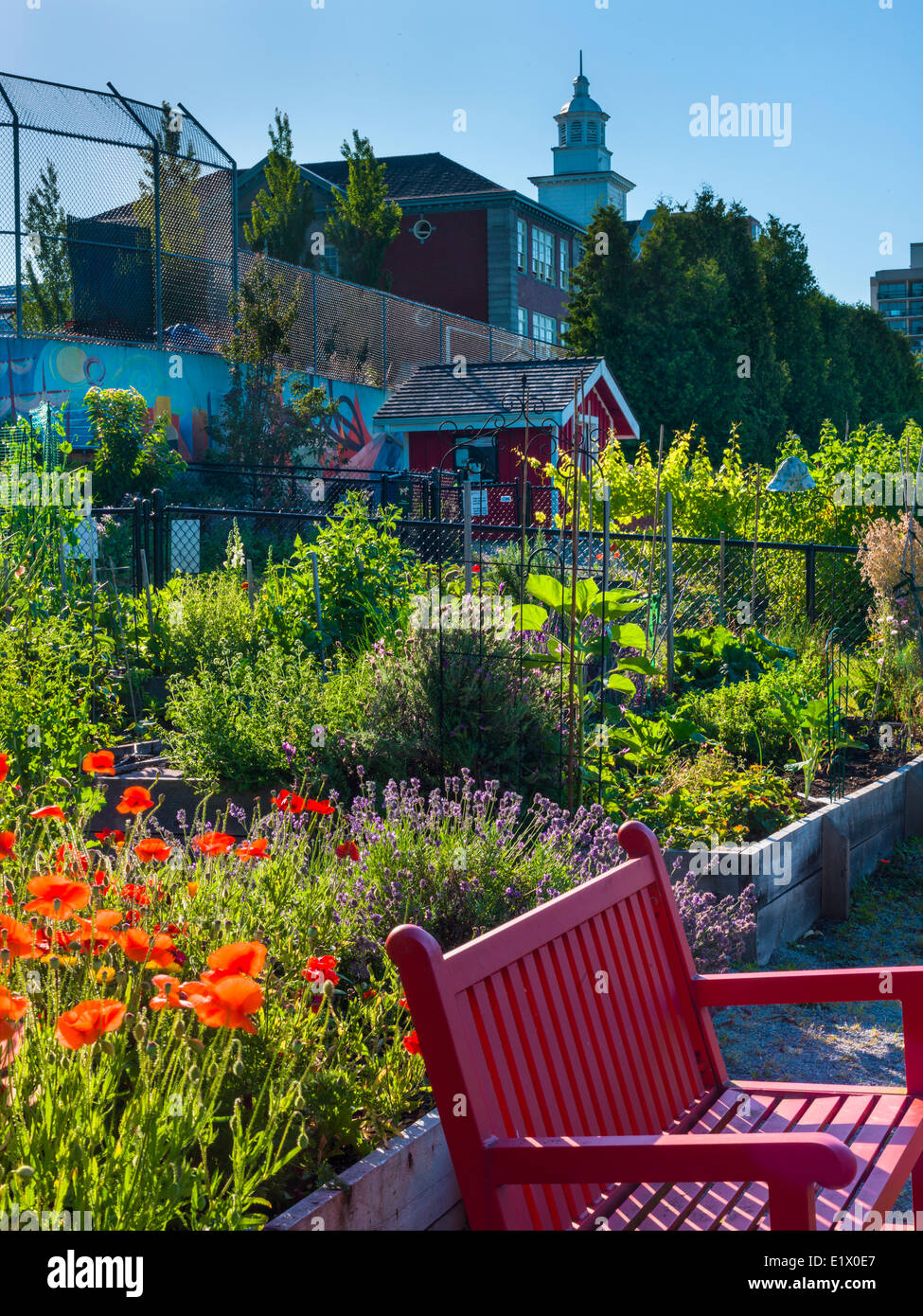Community garden, North vancouver. Queen Mary elementary school in background. Stock Photo