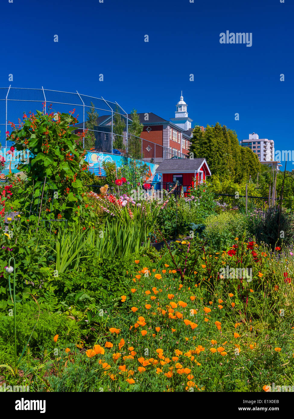 Community garden, North Vancouver. Queen Mary elementary school in background,  British Columbia, Canada Stock Photo