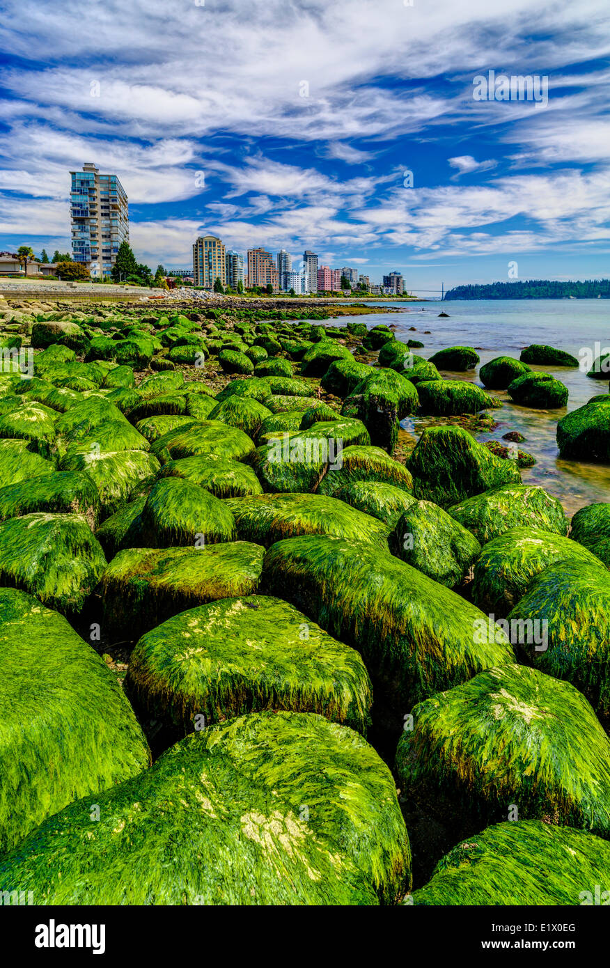 Seaweed covered boulders at Dundarave beach, West Vancouver, British Columbia, Canada Stock Photo
