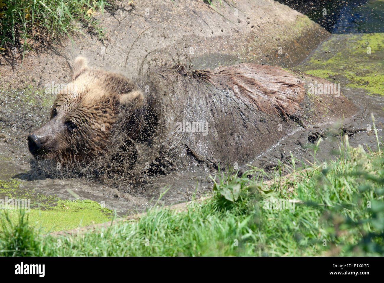 A Eurasian Brown Bear in a aigae filled swamp Stock Photo