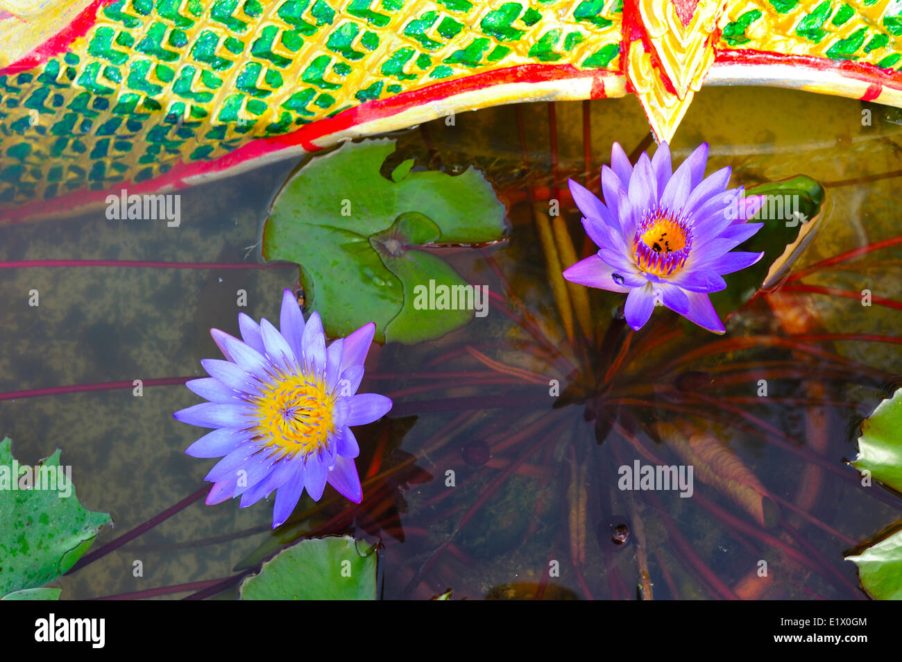 floating garden at Wat Taat, Nong Khai, Thailand Stock Photo