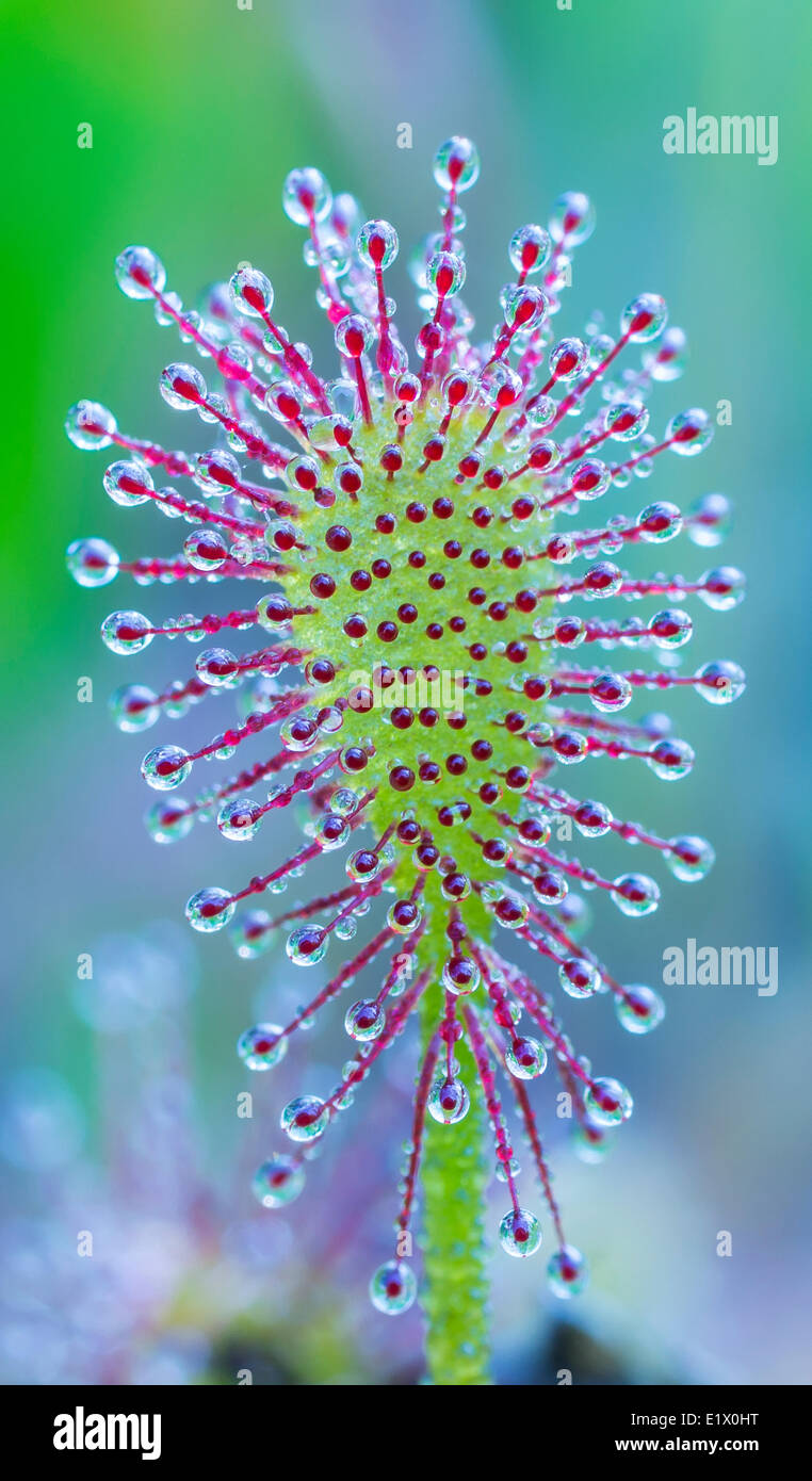 Sundew Plant Stock Photo