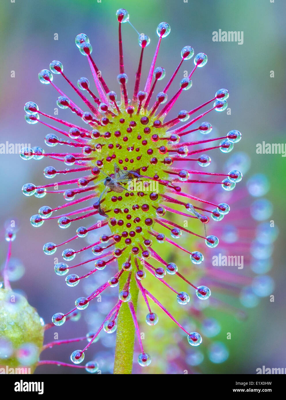 Sundew & Mosquito Stock Photo