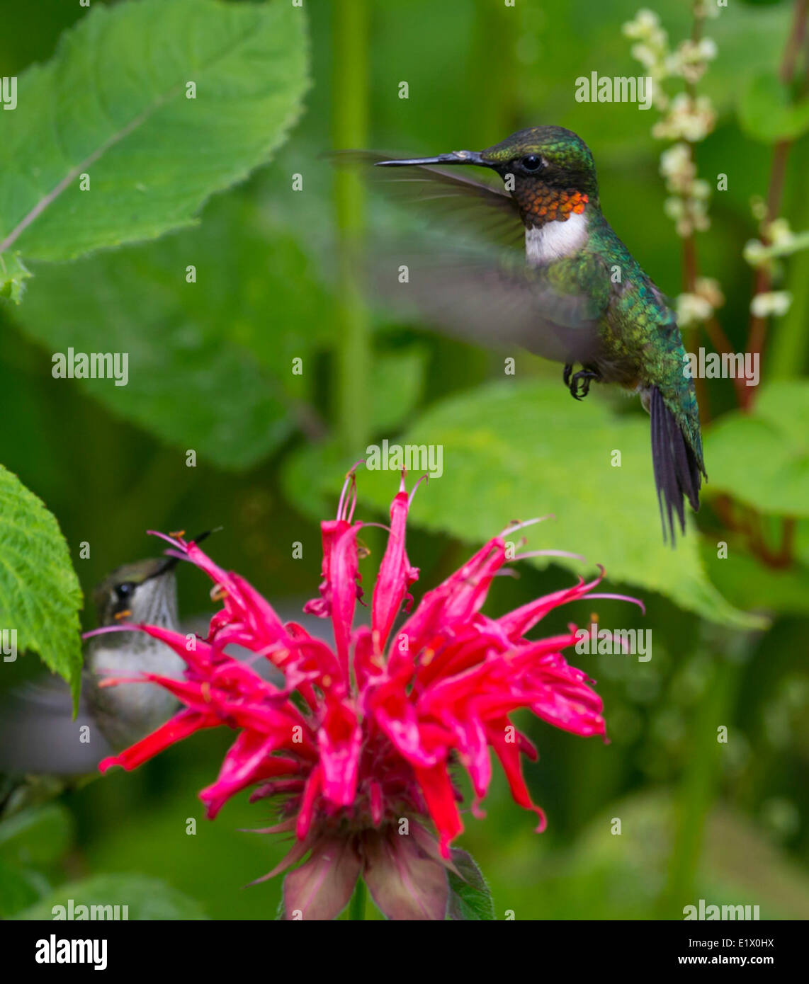The Ruby-throated Hummingbird (Archilochus colubris) Stock Photo