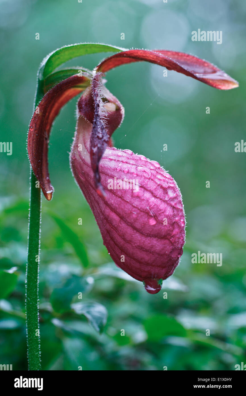 Pink Lady's Slipper, Cypripedium acaule Stock Photo
