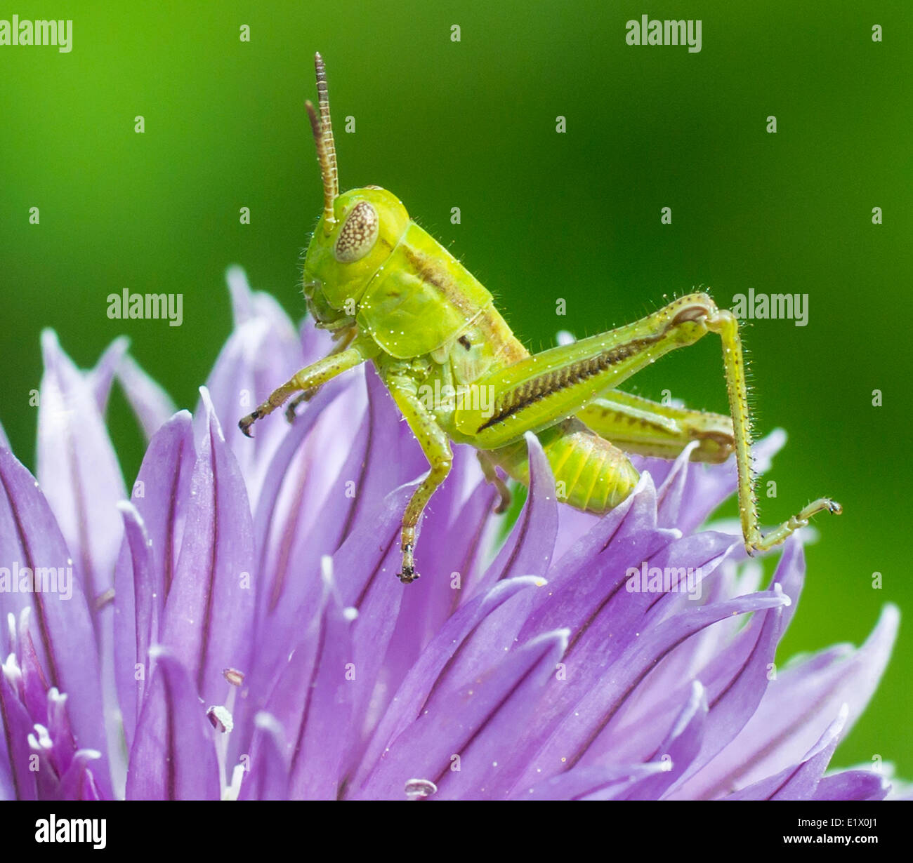 Grasshopper on Chive Blossom Stock Photo