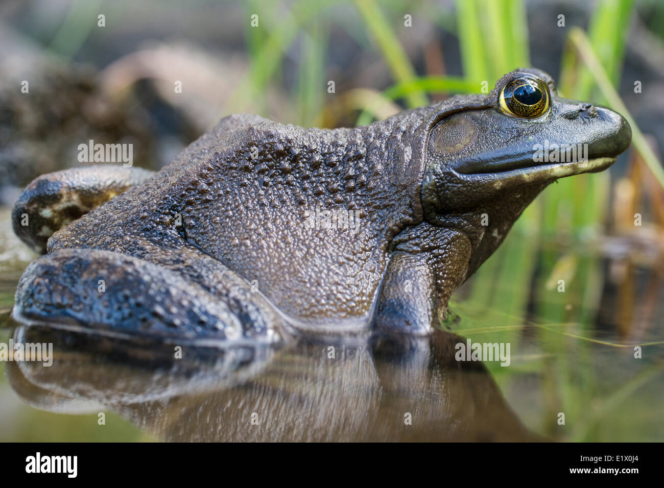 The green frog, Lithobates clamitans, is a species of frog native to the eastern half of the United States and Canada Stock Photo