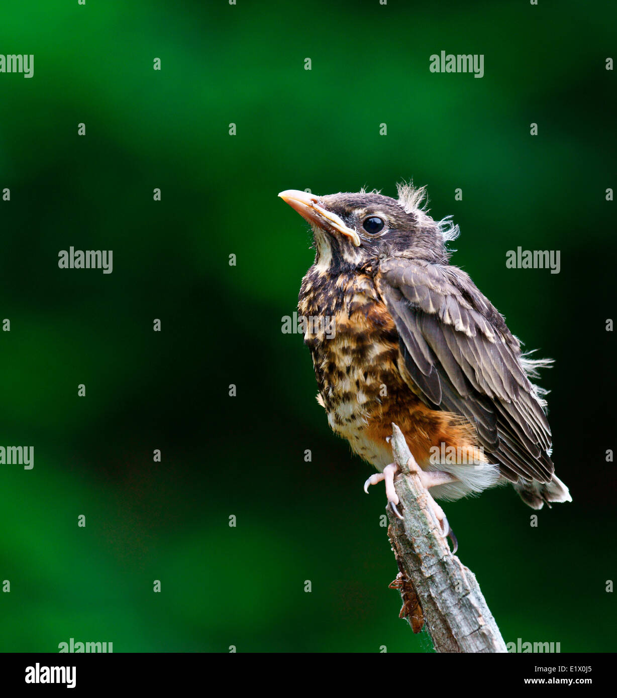 Fledgling American robin (Turdus migratorius) also known as the robin is a migratory songbird the thrush family perched on Stock Photo