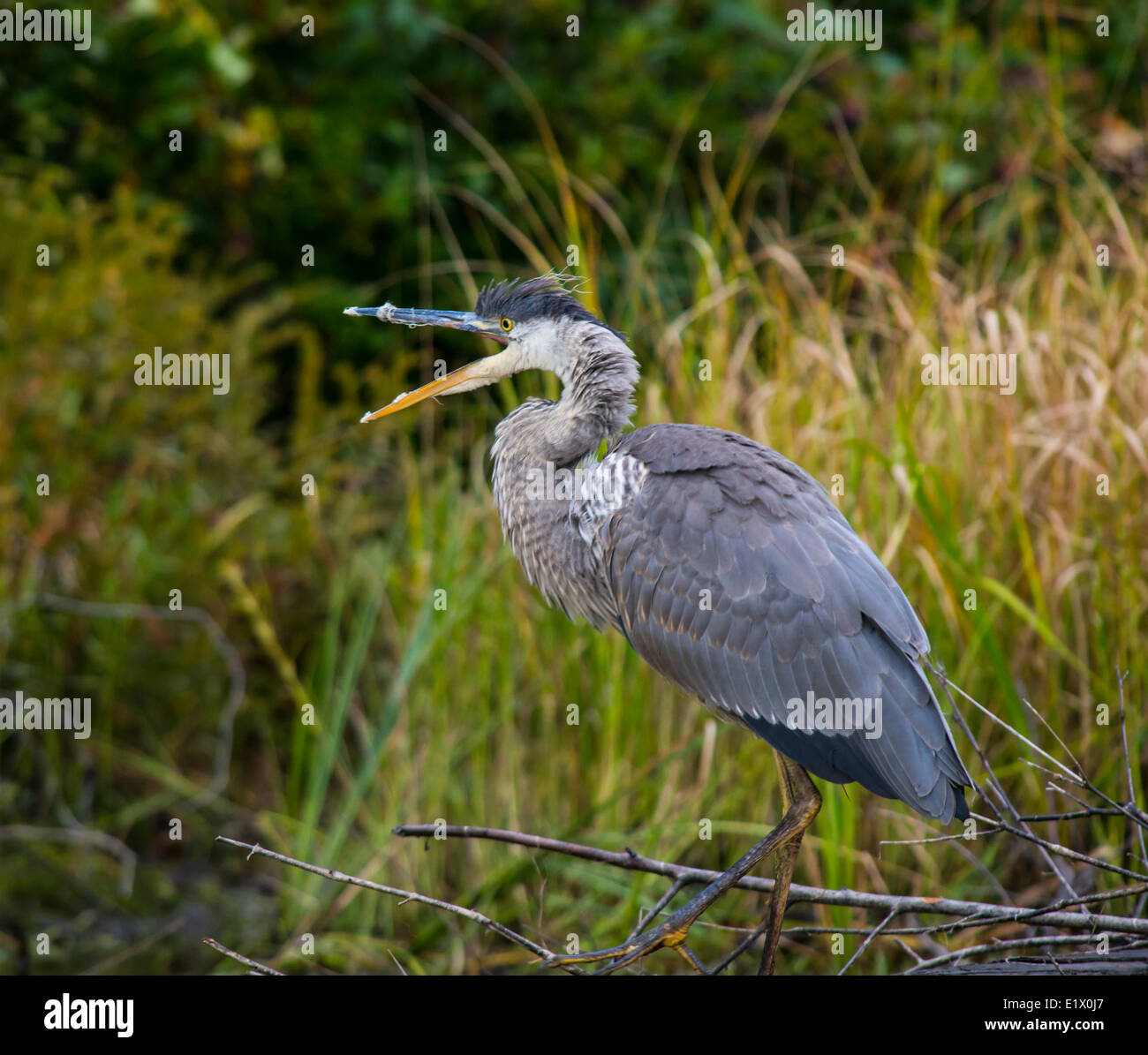 The great blue heron (Ardea herodias) is a large wading bird in the heron family Ardeidae, Ontario, Canada Stock Photo