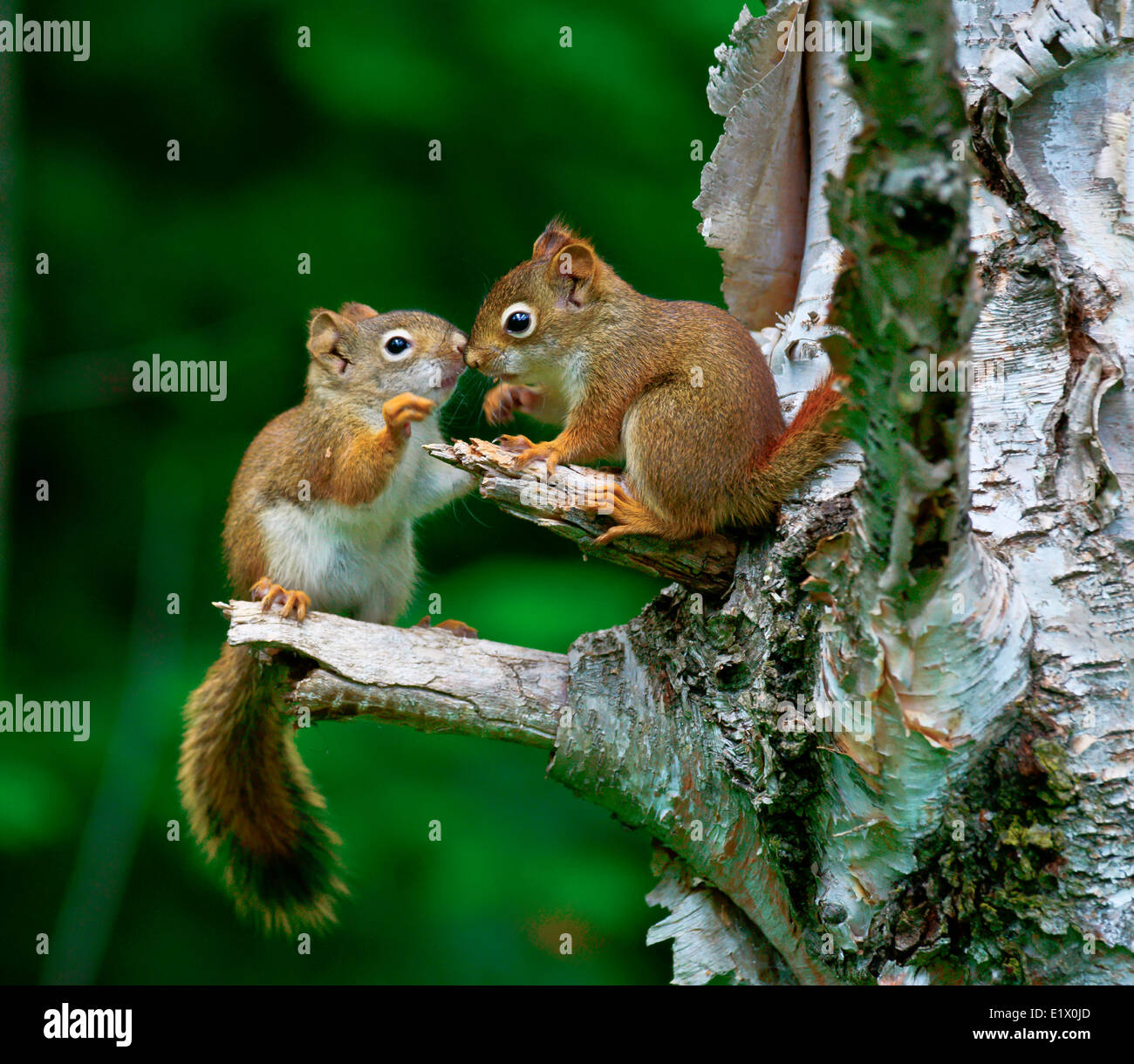 Young American red squirrel (Tamiasciurus hudsonicus) is one three species tree squirrel currently classified in the genus Stock Photo
