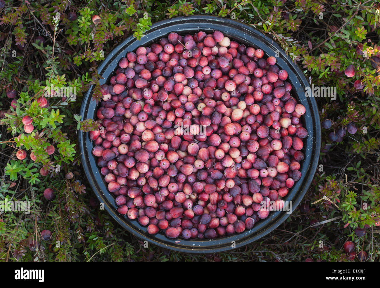 Pot Full of Cranberries, Ontario, Canada Stock Photo