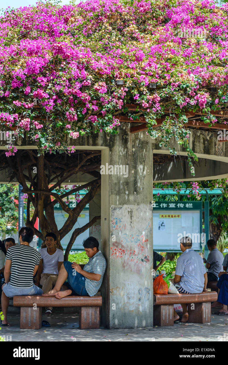 the huge Bougainvillea grown into a beautiful flower pavilion,people enjoy the cool summer under it in the street park. Stock Photo