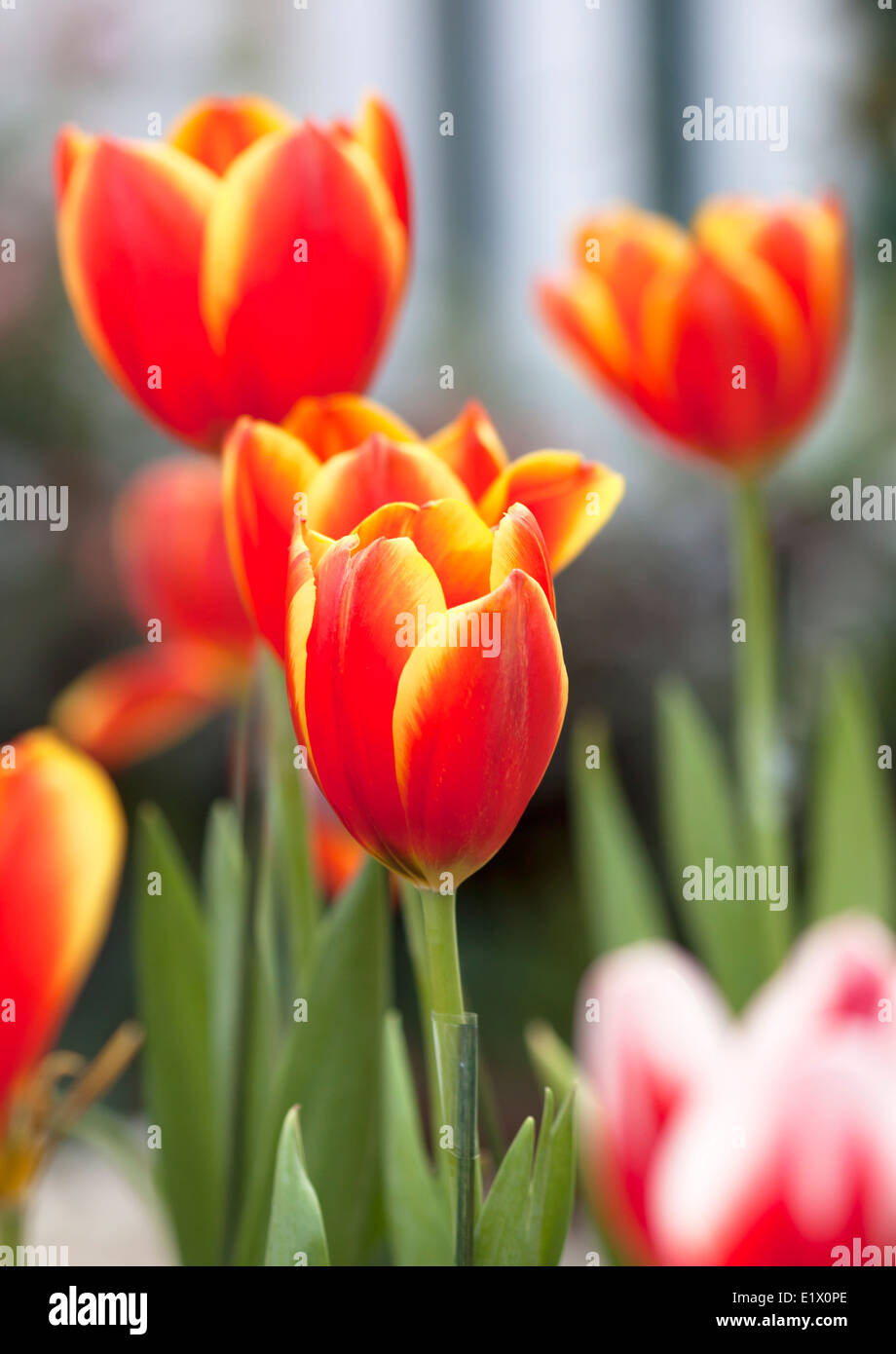 Tulip flower beautiful pink background with a bokeh Stock Photo - Alamy