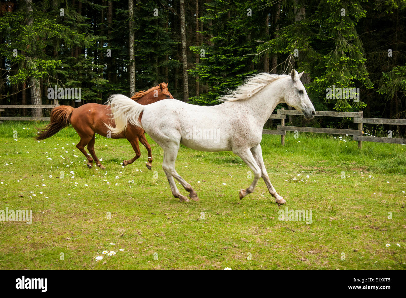 An arabianand and a chestnut horse running in a green field in Courtenay, British Columbia, Canada Stock Photo