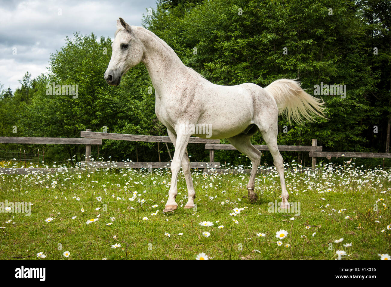 A white arabian horse stands in a field of daisies in Courtenay, British Columbia, Canada Stock Photo