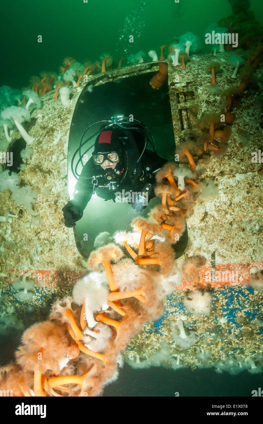 A scuba diver exits the artificial wreck a 737 Air Canada airplane sunk near Chemainus BC. Giant Plumose Anenomes cling to the Stock Photo