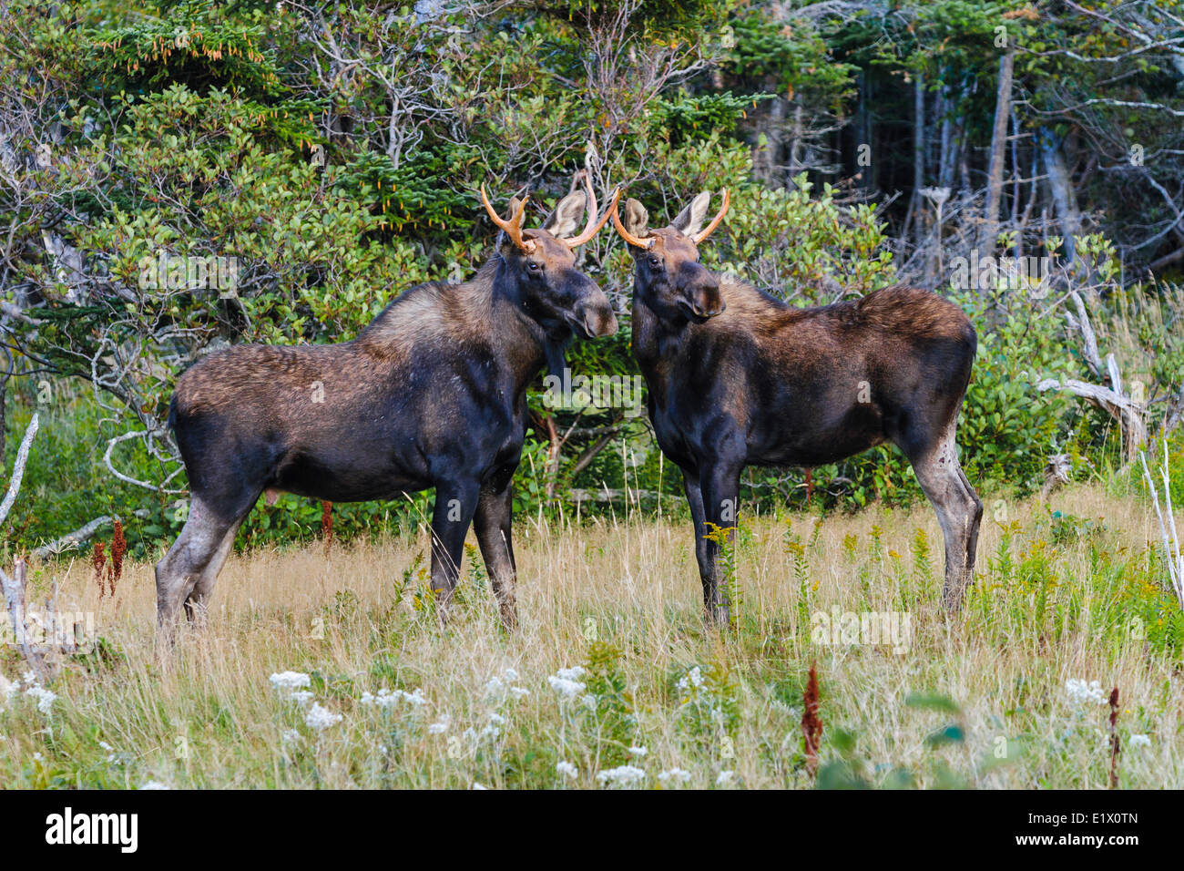 Bull moose (Alces alces) in autumn. Gros Morne National Park, Newfoundland. Canada. Stock Photo