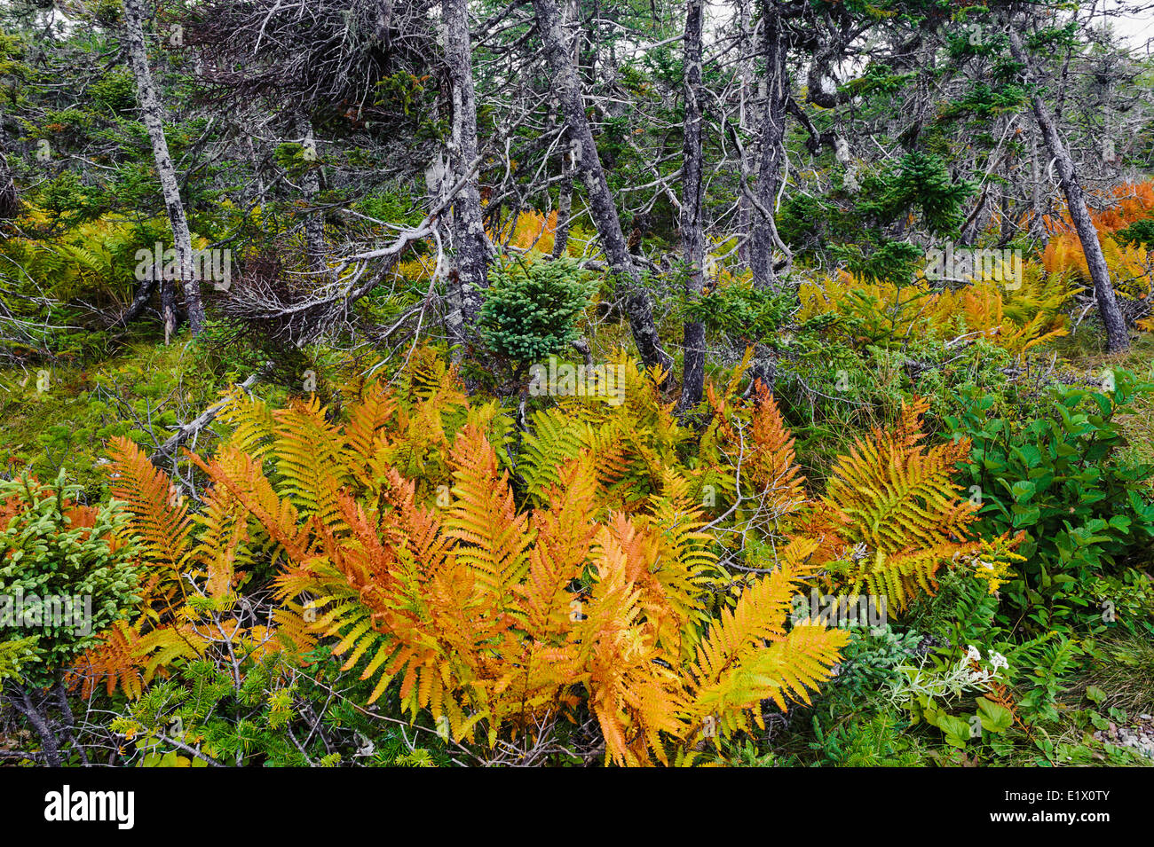 Boreal Forest. Black spruce, balsam fir, speckled alder & ferns.  Autumn. Gros Morne National Park, Newfoundland.  Canada. Stock Photo