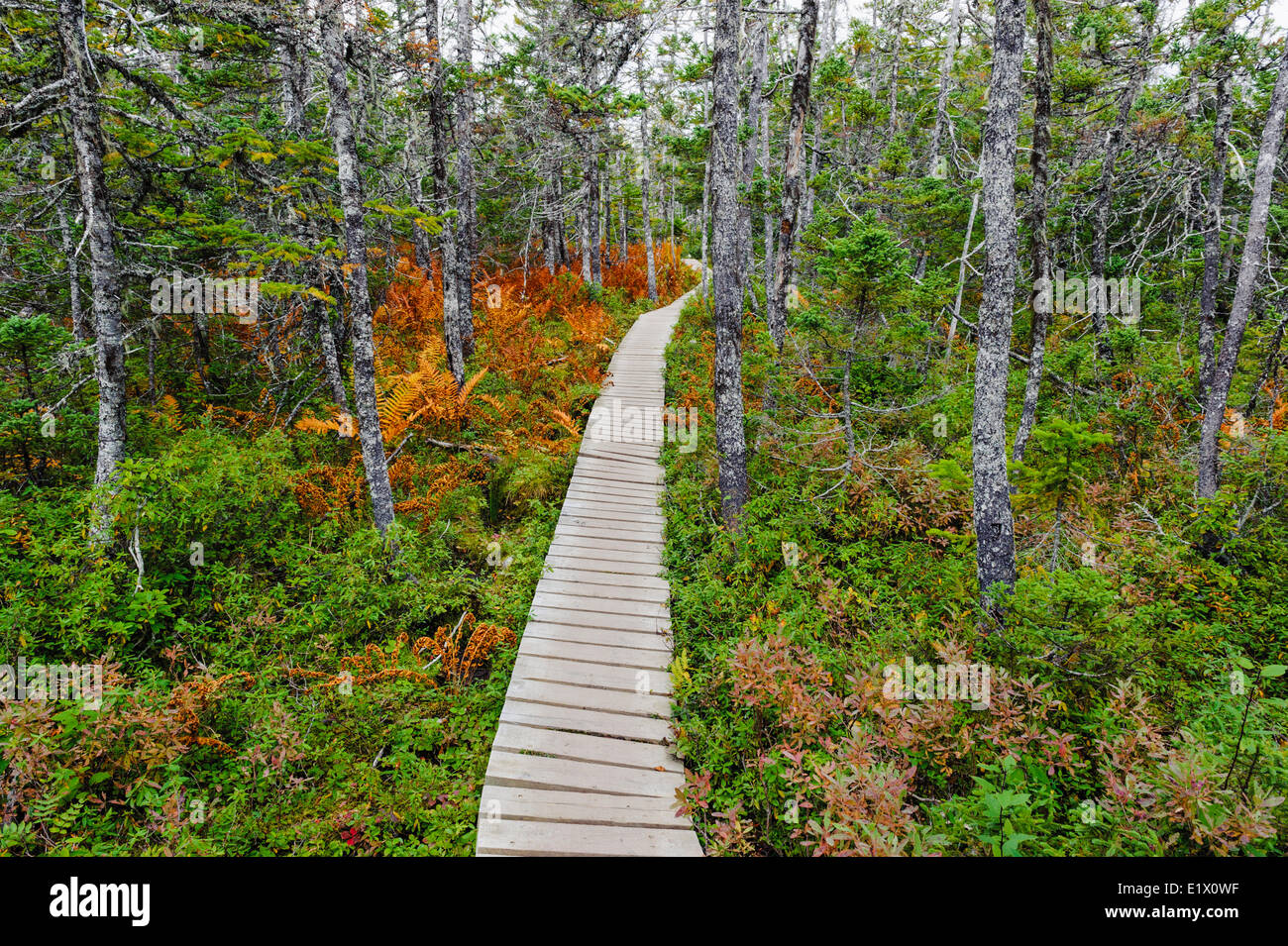 Baker's Brook Trail winds through boreal forest ferns; black spruce & balsam fir trees. Gros Morne National Park Newfoundland. Stock Photo