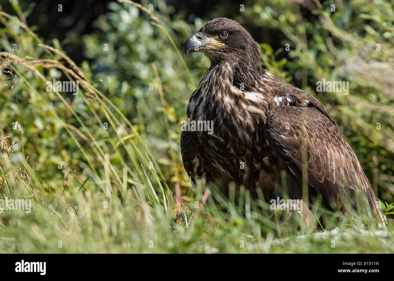 Immature Bald Eagle (Haliaeetus leucocephalus) Stock Photo