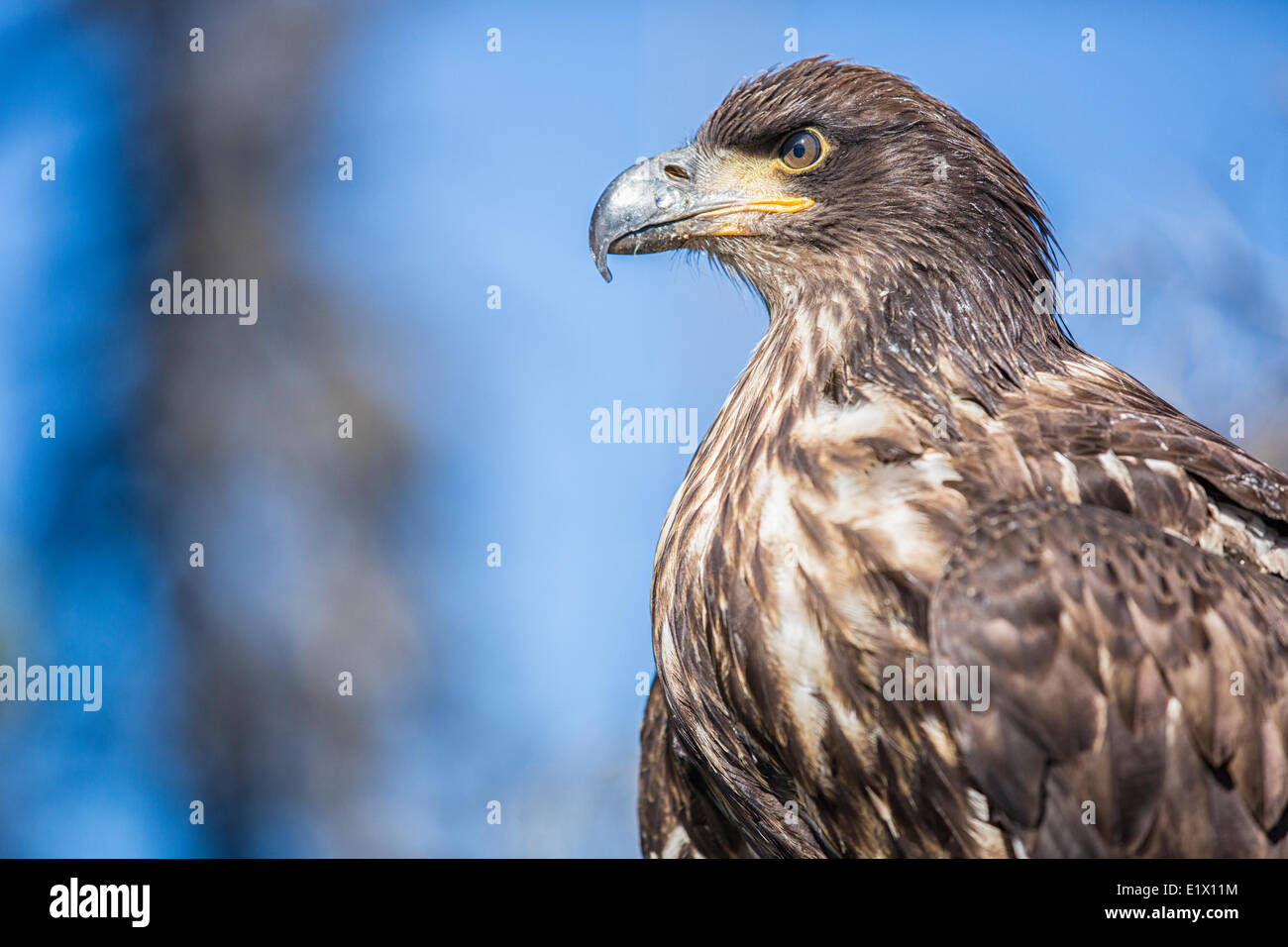 Immature Bald Eagle (Haliaeetus leucocephalus) Stock Photo