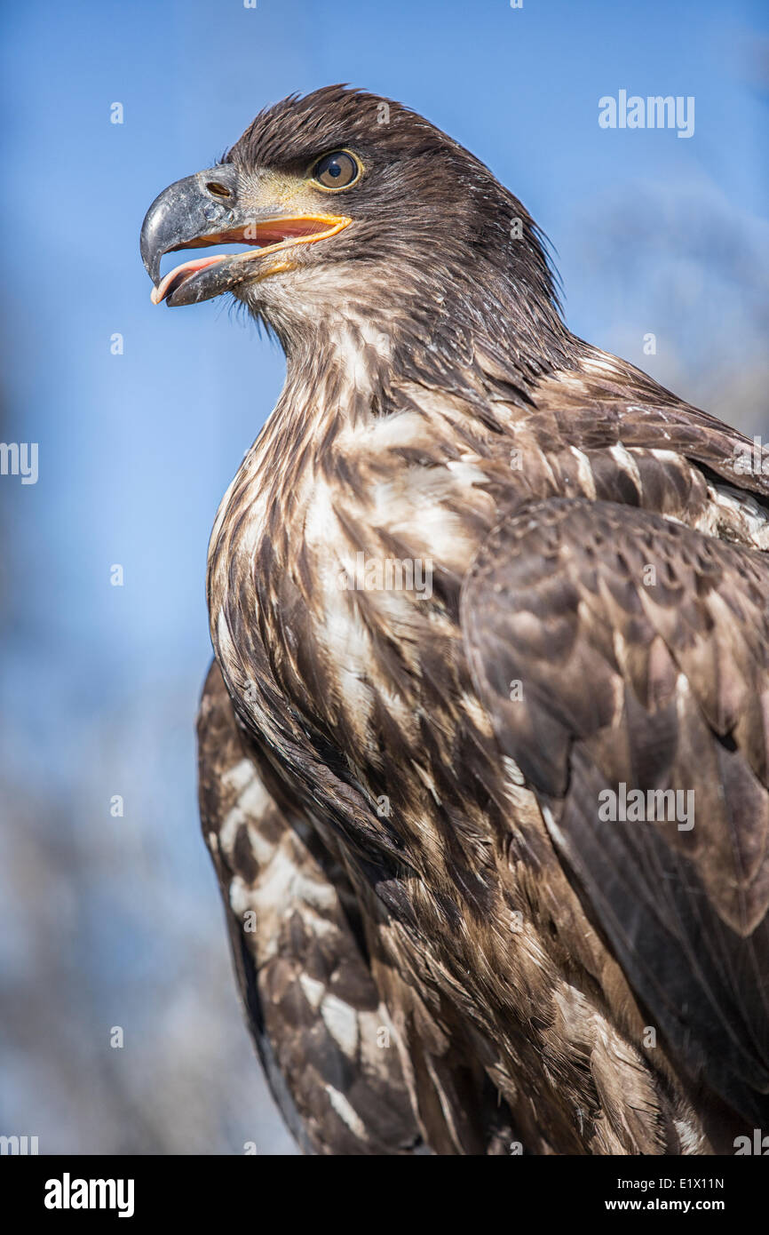 Immature Bald Eagle (Haliaeetus leucocephalus) Stock Photo