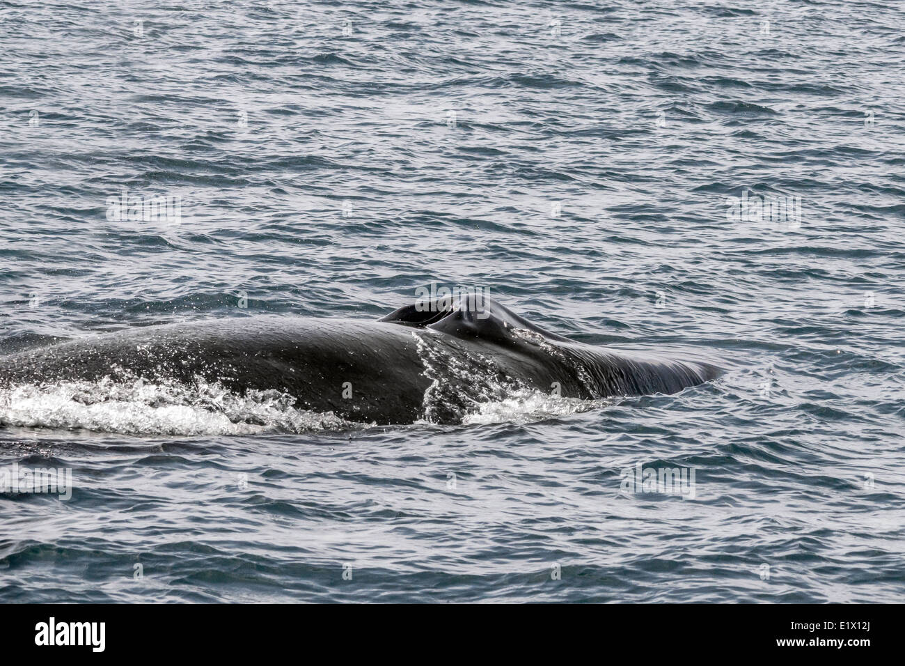 Whale Blow Hole High Resolution Stock Photography and Images - Alamy