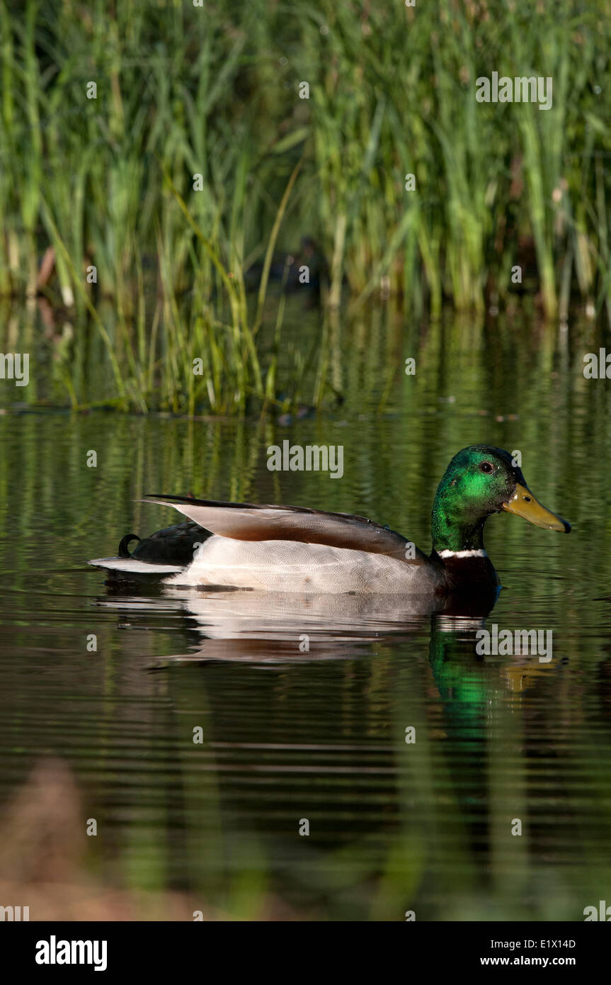 Mallard ducks, male, swimming on pond with reed grasses, Northern Ontario, Canada. (Anas platyrhynchos) Stock Photo