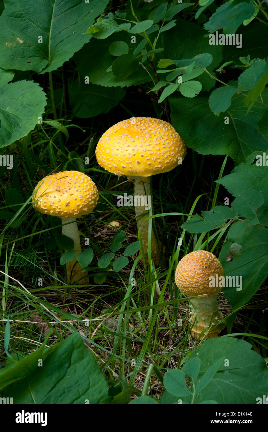 Mushroom growing on forest floor, the Amanita fly agaric fungi, Northern Ontario, Canada Stock Photo