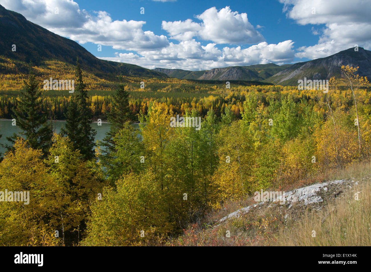 Liard River along Alaska Highway, Britsh Columbia, Canada, with autumn trembling aspen trees (Populus tremuloides) Stock Photo