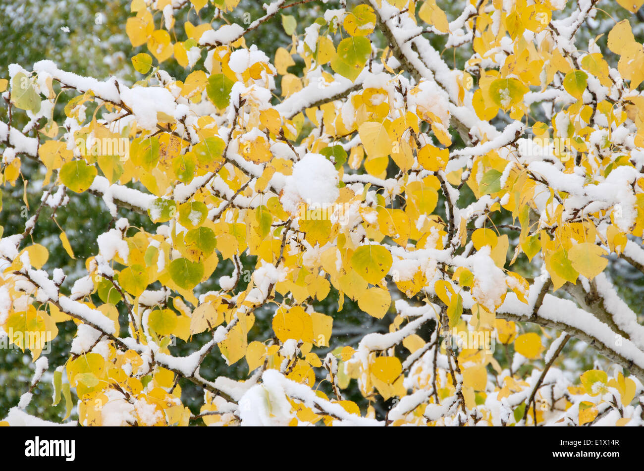 Close-up first snow fallen on Trembling or Quaking Aspen leaves in the autumn colors. (Populus tremuloides).  Jasper National Stock Photo