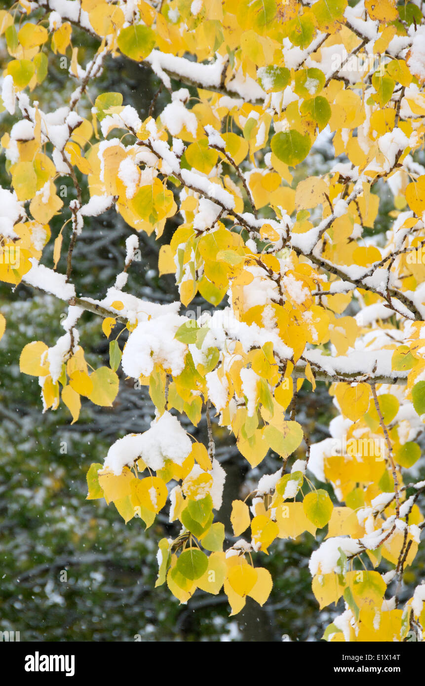 Close-up first snow fallen on Trembling or Quaking Aspen leaves in the autumn colors Populus tremuloides Jasper National Park Stock Photo